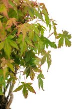 Load image into Gallery viewer, Bonsai Special | Japanese Maple Cluster (A10)