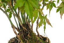 Load image into Gallery viewer, Bonsai Special | Japanese Maple Cluster (A10)