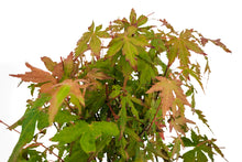 Load image into Gallery viewer, Bonsai Special | Japanese Maple Cluster (A10)