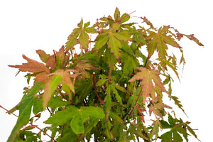 Bonsai Special | Japanese Maple Cluster (A10)