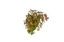 Load image into Gallery viewer, Bonsai Special | Japanese Maple Cluster (A10)