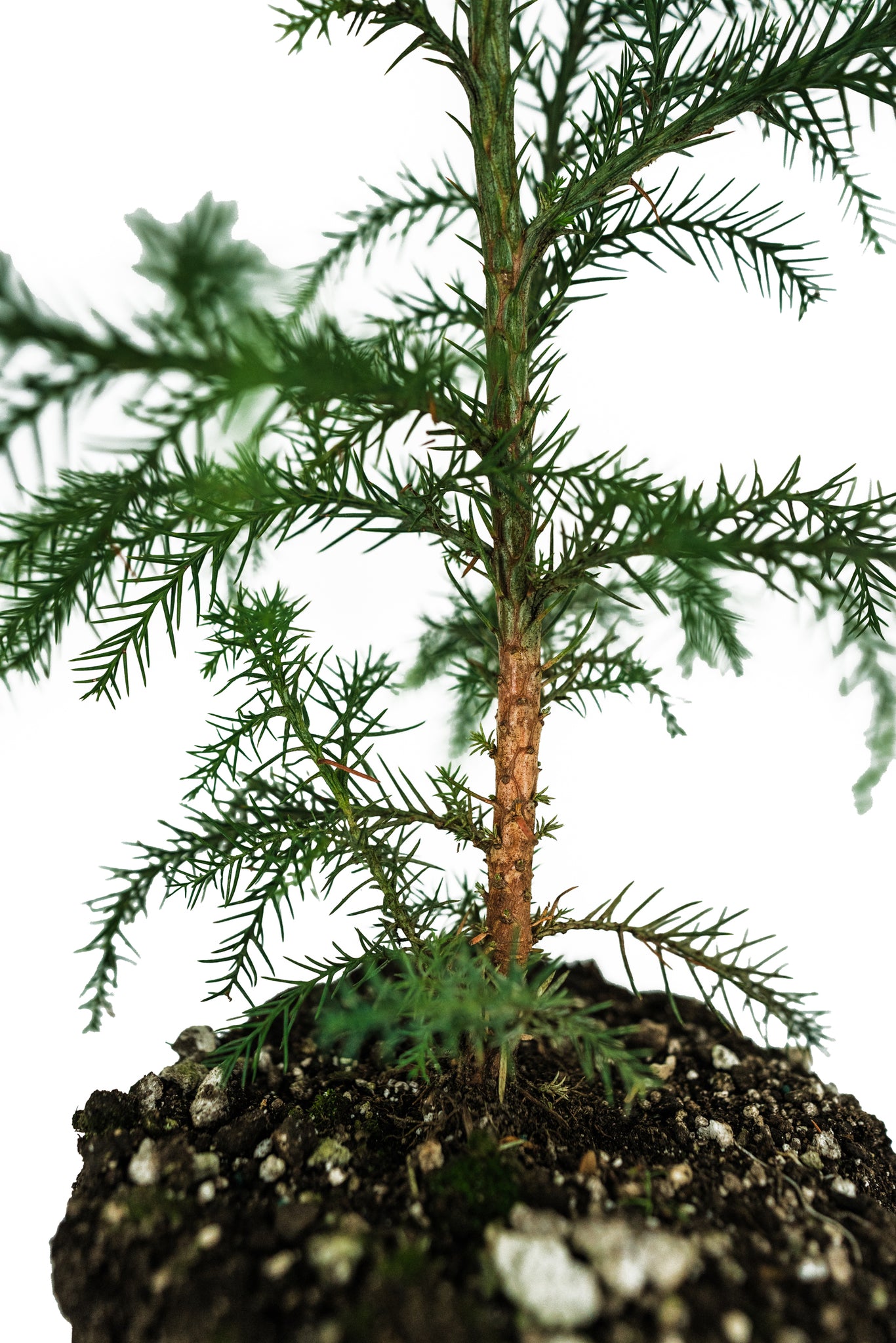 japanese red cedar house plant Japanese Cedar