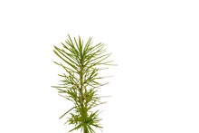 Load image into Gallery viewer, Japanese Larch | Small Tree Seedling | The Jonsteen Company