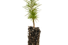Load image into Gallery viewer, Japanese Larch | Small Tree Seedling | The Jonsteen Company
