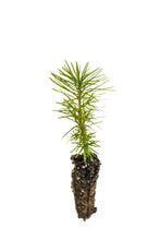 Load image into Gallery viewer, Japanese Larch | Small Tree Seedling | The Jonsteen Company
