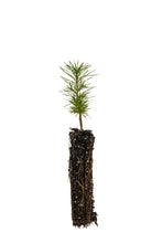 Load image into Gallery viewer, Japanese Larch | Small Tree Seedling | The Jonsteen Company