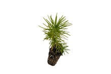 Load image into Gallery viewer, Japanese Larch | Small Tree Seedling | The Jonsteen Company