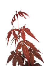 Load image into Gallery viewer, Japanese Red Maple | Medium Tree Seedling