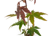 Load image into Gallery viewer, Japanese Red Maple | Medium Tree Seedling