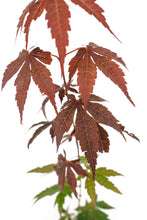 Load image into Gallery viewer, Japanese Red Maple | Medium Tree Seedling