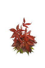 Load image into Gallery viewer, Japanese Red Maple | Medium Tree Seedling