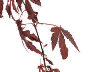 Load image into Gallery viewer, Japanese Red Maple | Small Tree Seedling | The Jonsteen Company
