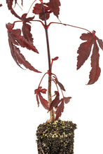Load image into Gallery viewer, Japanese Red Maple | Small Tree Seedling | The Jonsteen Company