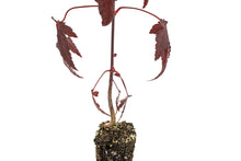 Load image into Gallery viewer, Japanese Red Maple | Small Tree Seedling | The Jonsteen Company