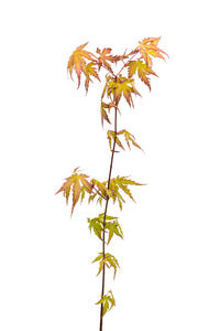 Japanese Maple | Lot of 30 Tree Seedlings | The Jonsteen Company