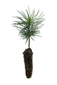Jeffrey Pine | Small Tree Seedling | The Jonsteen Company
