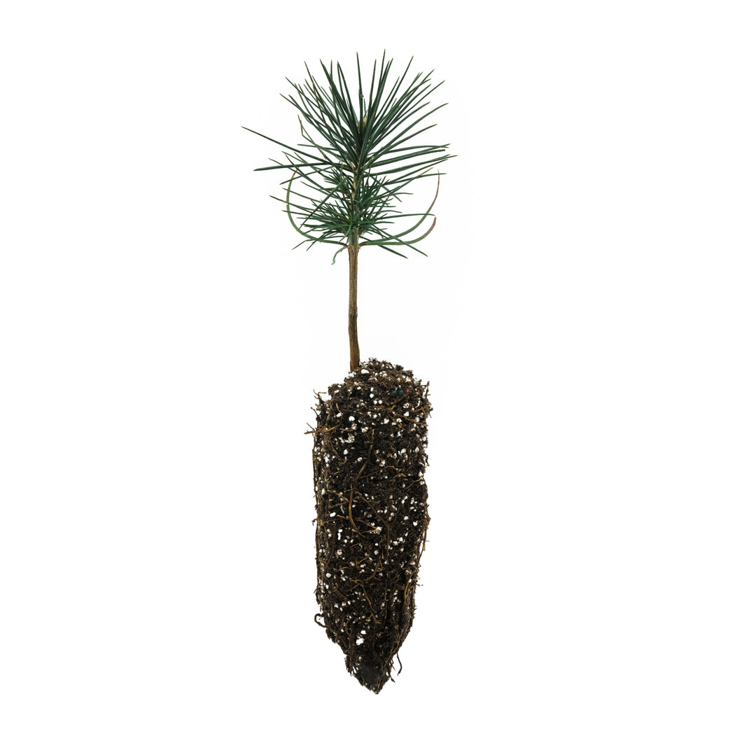 Jeffrey Pine | Medium Tree Seedling | The Jonsteen Company