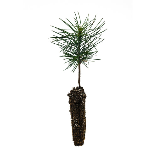 Jeffrey Pine | Small Tree Seedling | The Jonsteen Company