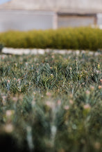 Load image into Gallery viewer, Jeffrey Pine | Lot of 30 Tree Seedlings