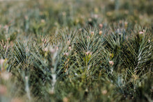 Load image into Gallery viewer, Jeffrey Pine | Lot of 30 Tree Seedlings