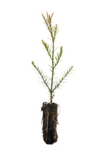 Load image into Gallery viewer, Coast Redwood | Lot of 30 Tree Seedlings | The Jonsteen Company