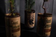 Load image into Gallery viewer, Colorado Blue Spruce | Packaged Live Tree | The Jonsteen Company