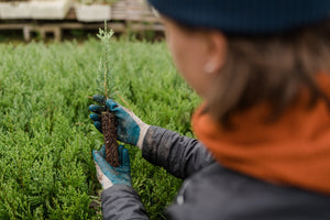 Incense Cedar | Lot of 30 Tree Seedlings