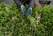 Load image into Gallery viewer, Incense Cedar | Lot of 30 Tree Seedlings