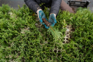 Incense Cedar | Lot of 30 Tree Seedlings