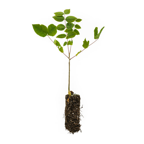 Kentucky Coffeetree | Medium Tree Seedling