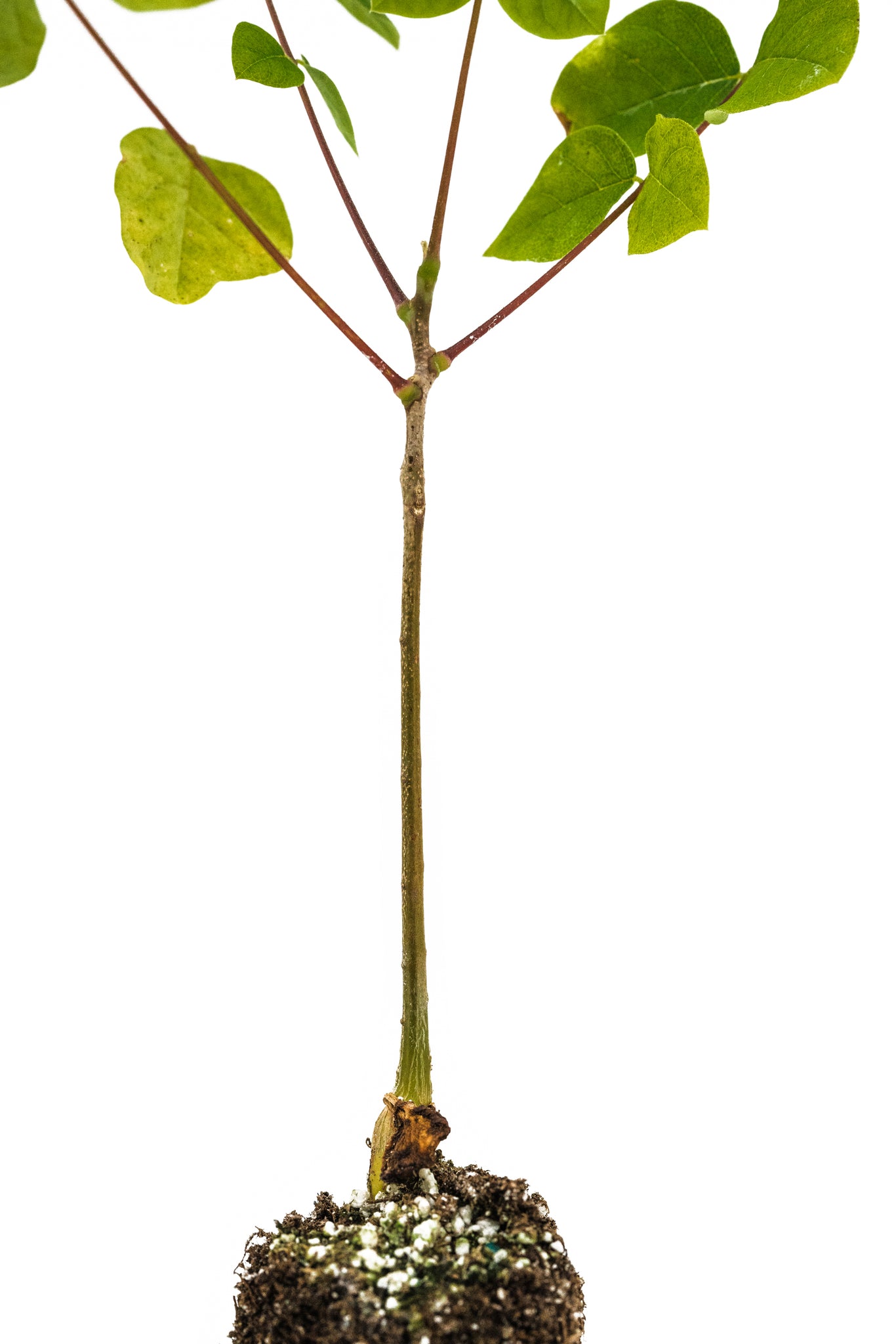 planting kentucky coffee tree seeds Kentucky Coffeetree
