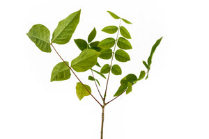 Kentucky Coffeetree | Medium Tree Seedling