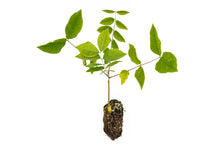 Load image into Gallery viewer, Kentucky Coffeetree | Medium Tree Seedling