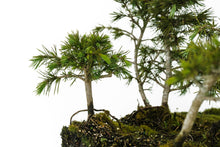 Load image into Gallery viewer, Bonsai Special | Deodar Cedar Forest C8