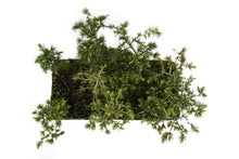 Load image into Gallery viewer, Bonsai Special | Deodar Cedar Forest C8