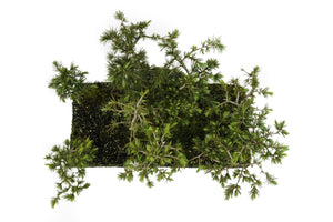 Bonsai Special | Deodar Cedar Forest C8