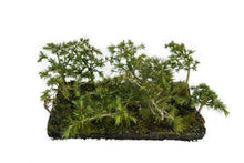 Load image into Gallery viewer, Bonsai Special | Deodar Cedar Forest C8