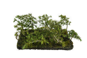 Bonsai Special | Deodar Cedar Forest C8