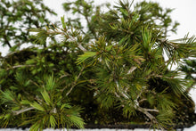 Load image into Gallery viewer, Bonsai Special | Deodar Cedar Forest C8