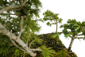 Bonsai Special | Deodar Cedar Forest C8