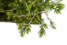 Load image into Gallery viewer, Bonsai Special | Deodar Cedar Forest C8