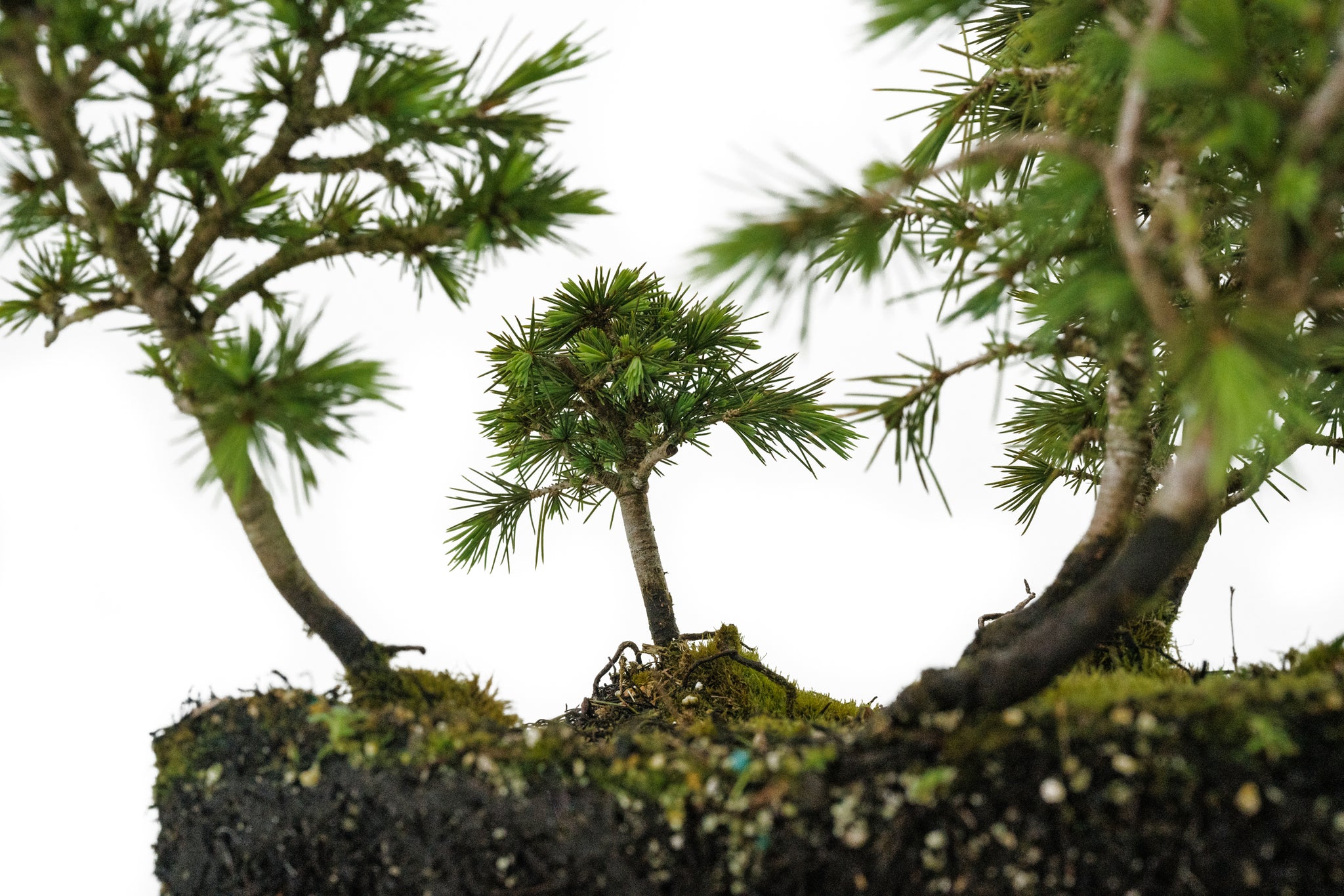 deodar cedar bonsai tree Bonsai Special