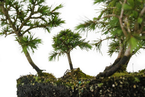 Bonsai Special | Deodar Cedar Forest C8