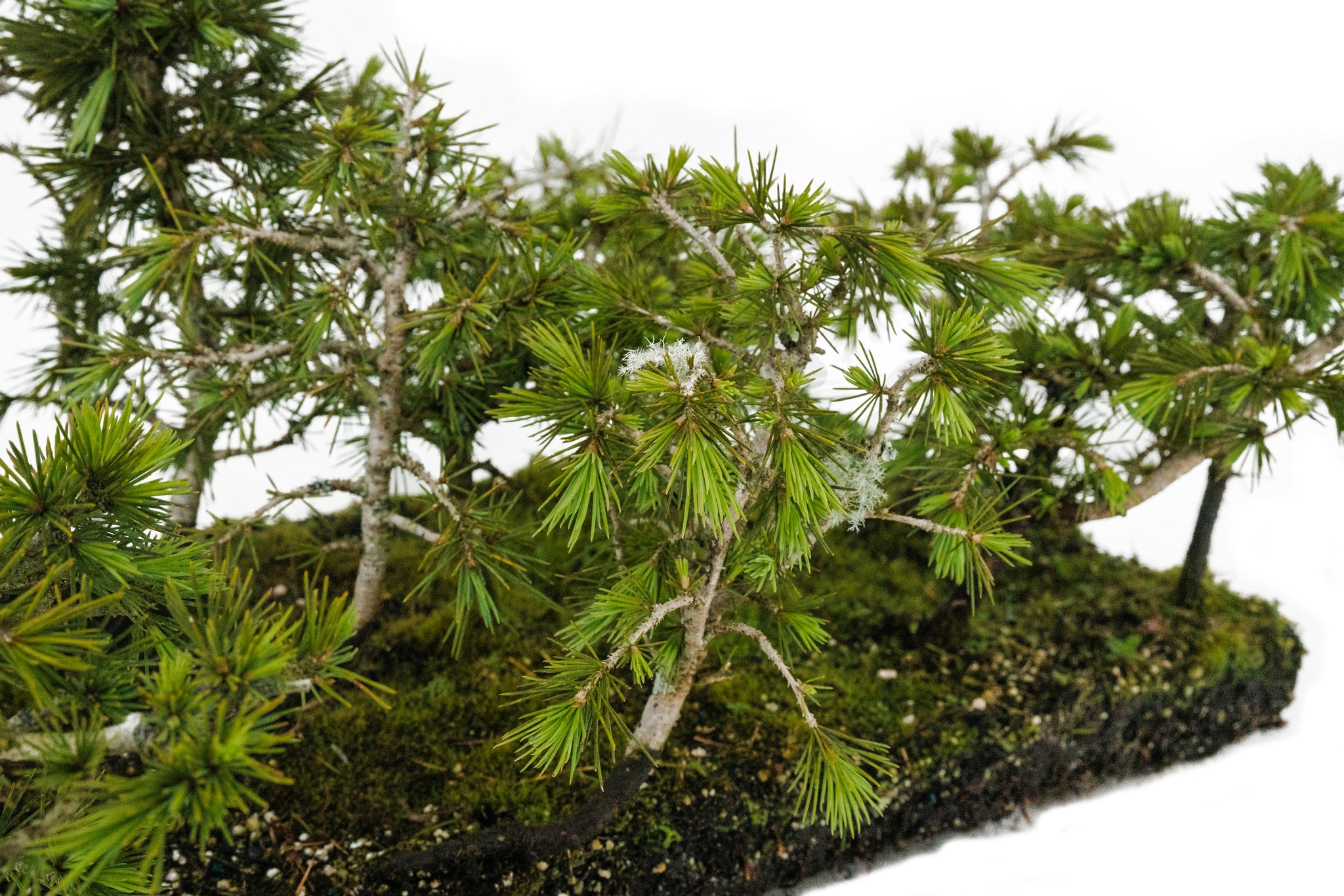 deodar cedar bonsai tree Bonsai Special