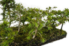 Load image into Gallery viewer, Bonsai Special | Deodar Cedar Forest C8