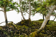 Load image into Gallery viewer, Bonsai Special | Deodar Cedar Forest C8
