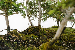 Bonsai Special | Deodar Cedar Forest C8