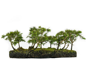 Bonsai Special | Deodar Cedar Forest C8