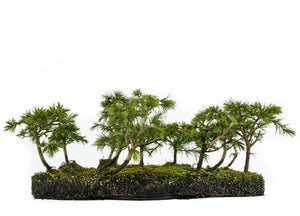 artificial cedar bonsai tree Bonsai Special