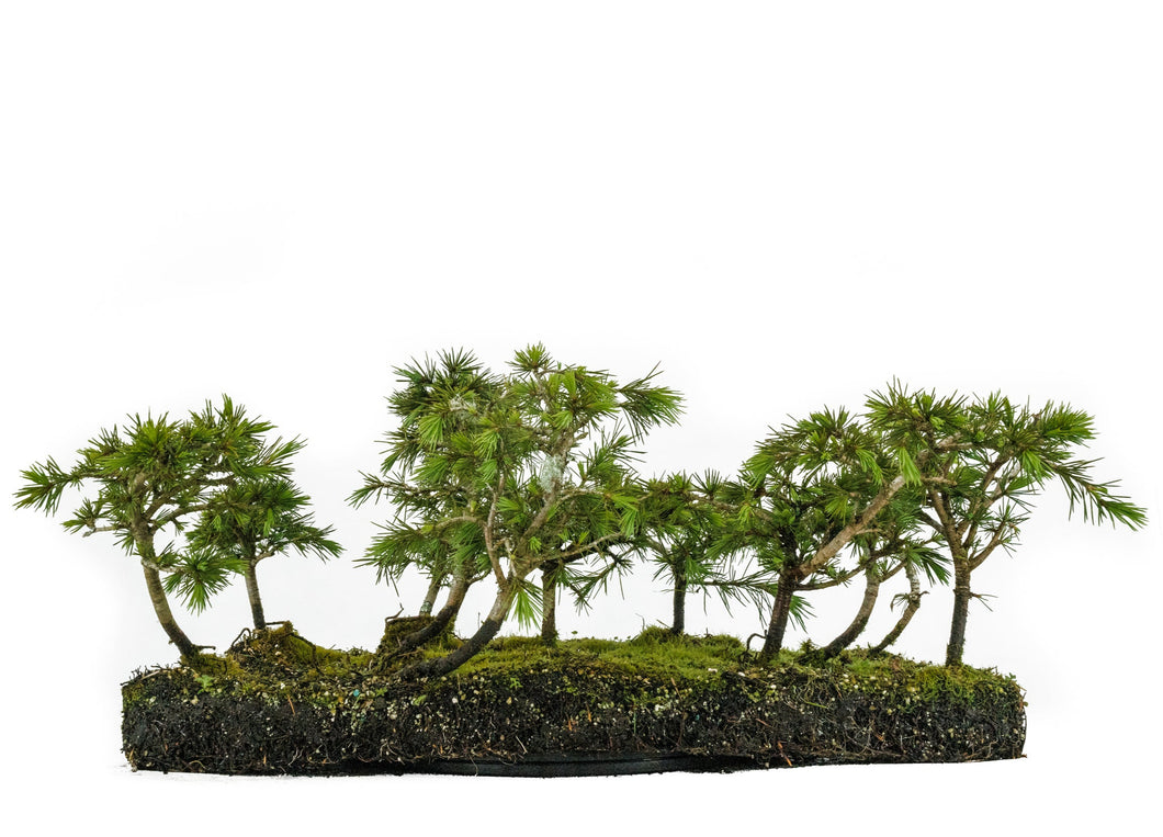 Bonsai Special | Deodar Cedar Forest C8